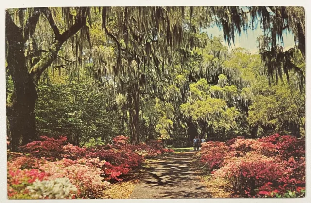 Orton Plantation Gardens Postcard North Of Southport, NC PM 1977