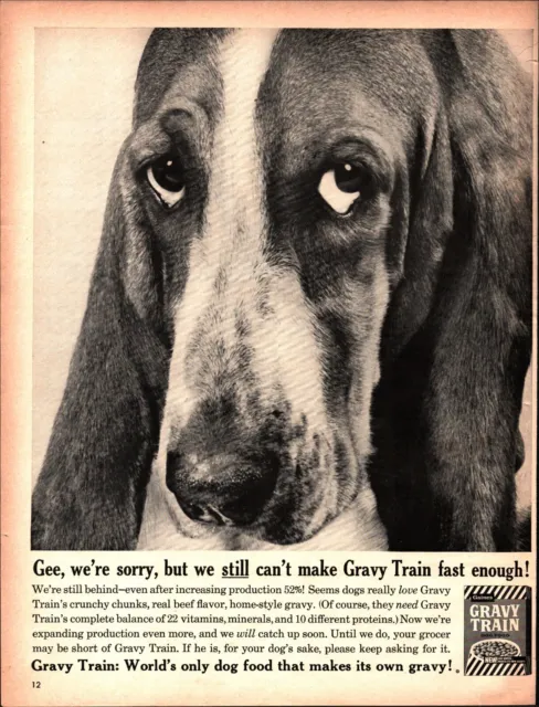 1961 Basset Hound photo Gaines Gravy Train dog food vintage print ad