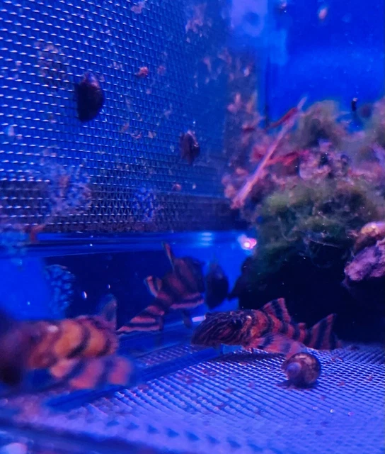 PICK UP ONLY  3X L397 F1 Alenquer Tiger Plecos 2"+