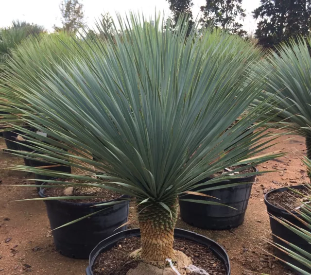 10 Samen Yucca Rigida  Blaue Yucca Palme Winterhart