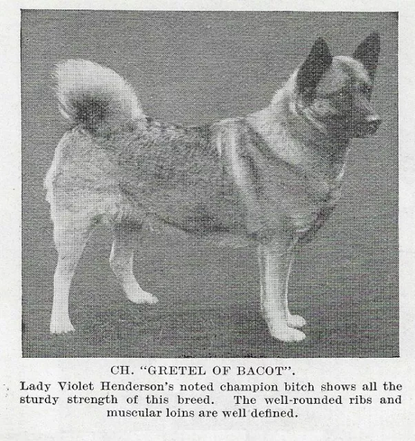 Norwegian Elkhound "Gretel" - 1934 Vintage Dog Art "Photo" Print - MATTED