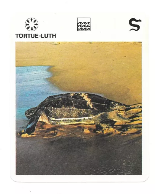 Fiche - Le livre de Paris - 1975 - Tortue-Luth
