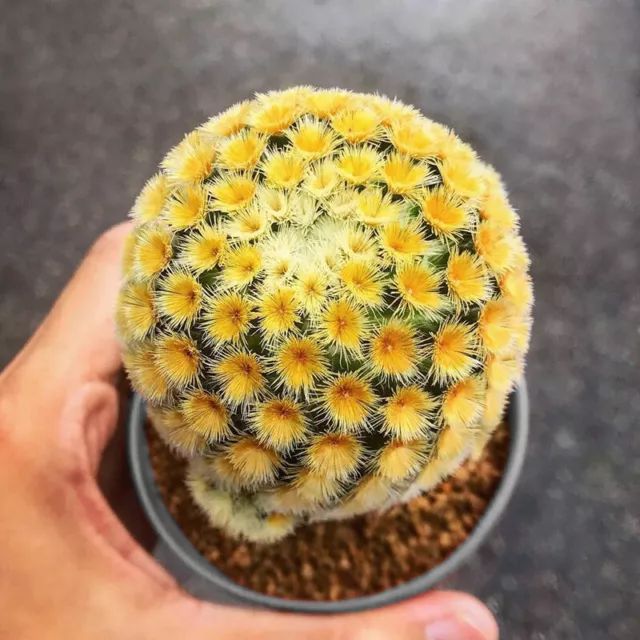 3-4CM Succulent Cactus Plant Ammillaria Carmenae Castaneda Cactaceae Home Garden