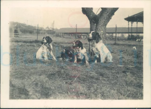 1933 Photo English Springer Spaniels one is named bob 3.5x2.5"
