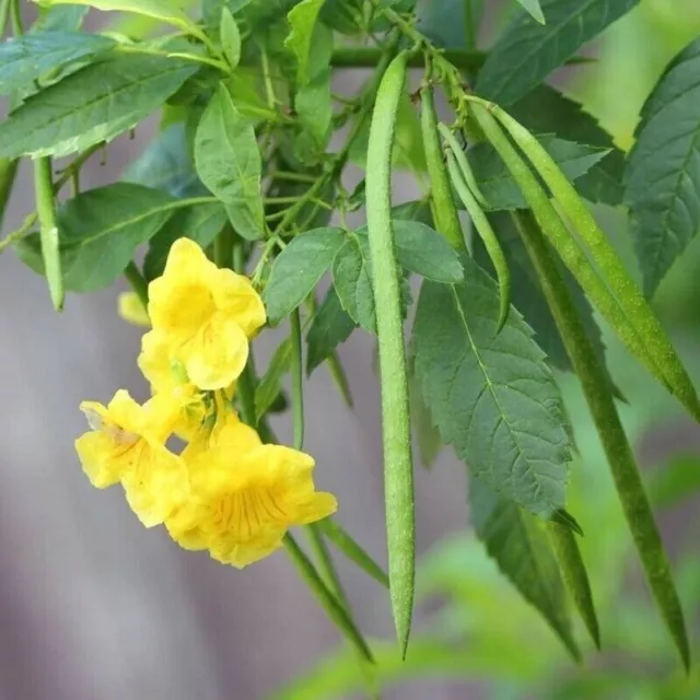 Tronadora Retama leaves 100+ reduce azucar en la sangre Dried Herbal Tea Ceylon