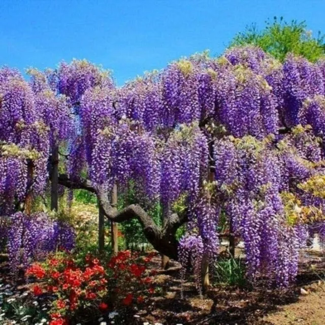 Bolusanthus speciosus * Tree Wisteria * Ornamental Bonsai Tree * Raro * 5...