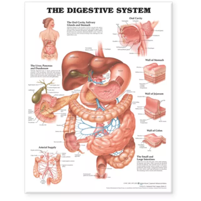 The Human Digestive System Anatomical chart