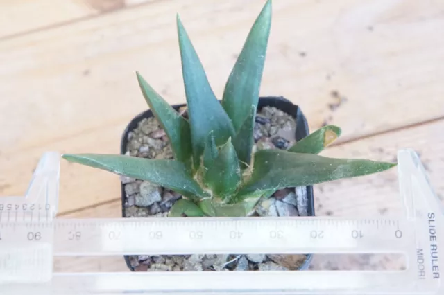 8,5 cm LAGE Pflanzen Ariocarpus retus trigonus elongatus ""Drachenfang"" eigene Wurzel