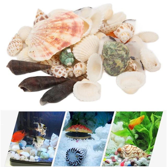 TINY NATURAL MIXED Ocean Sea Shells Fish Tank Decoration And Beach ...