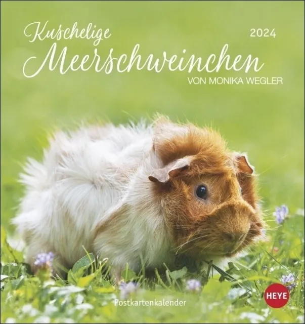 Monika Wegler | Kuschelige Meerschweinchen Postkartenkalender 2024 von Monika...