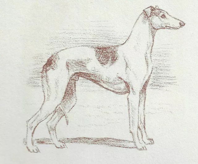 Whippet - CUSTOM MATTED - 1954 Vintage Dog Art Print - Megargee