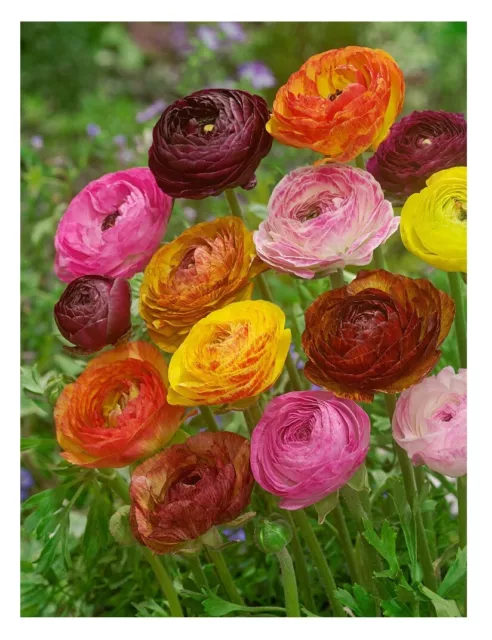 10x Ranunculus PICOTEE MIX Summer Flowering Bulbs Buttercup Garden Perennial