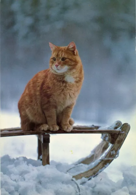 Cpsm / Carte Postale / Chat / Cat / Italia / Italie