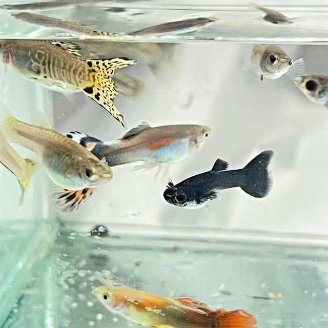 Guppies - Assorted Fancy aka Mutt Guppies Colorful Starter Fish you choose packs