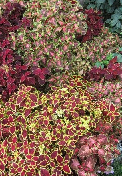 ♫ COLEUS 'Arc en Ciel' Tout MELANGE - Solenostemon ♫ Graines ♫ Plante d'Ornement