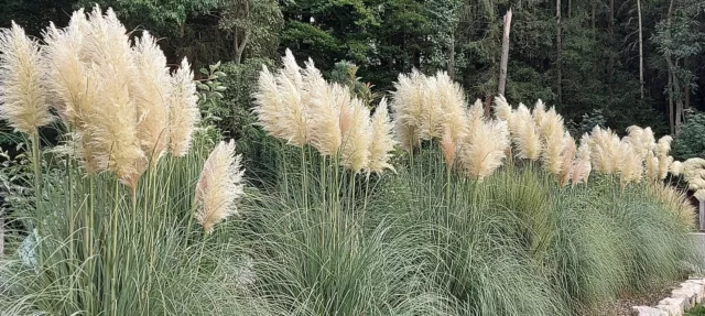 SAMEN Garten Pflanzen Samen winterharte Zierpflanze Saatgut Staude PAMPASGRAS