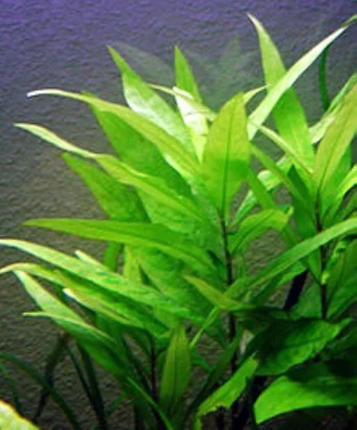 5 X HYGROPHILA Corymbosa -ROOTED- Live Aquarium Aquatic Plants Fish Tank