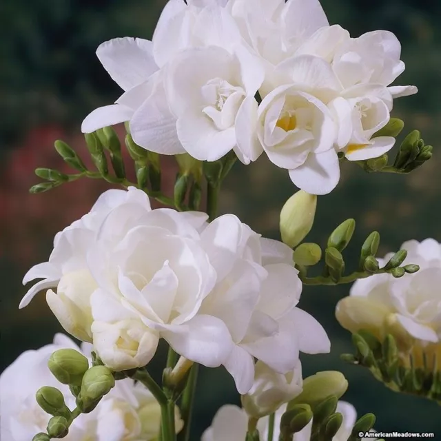 Double Flowering Freesia White Flower Bulbs Beautiful Scent.Pretty White Flowers