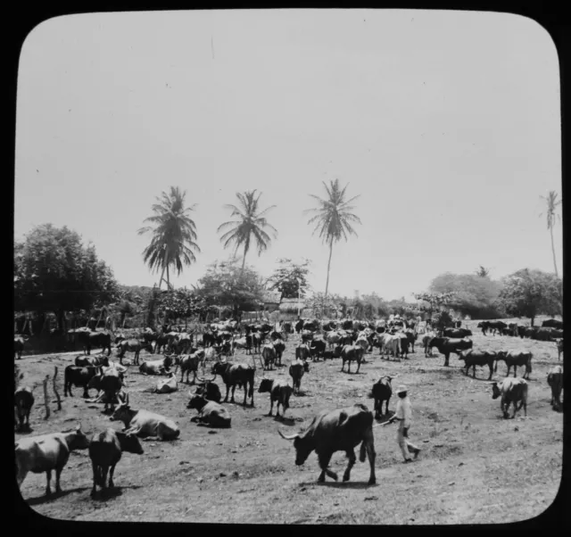 ANTIQUE Magic Lantern Slide A CATTLE RANCH IN JAMAICA C1910 PHOTO