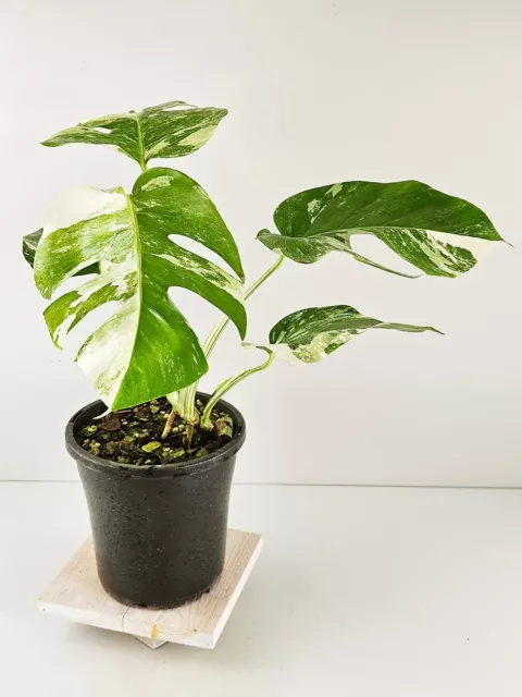 Variegated Monstera Deliciosa Borsigiana #39-D ~ Albo ~ Aroid ~ Variegata