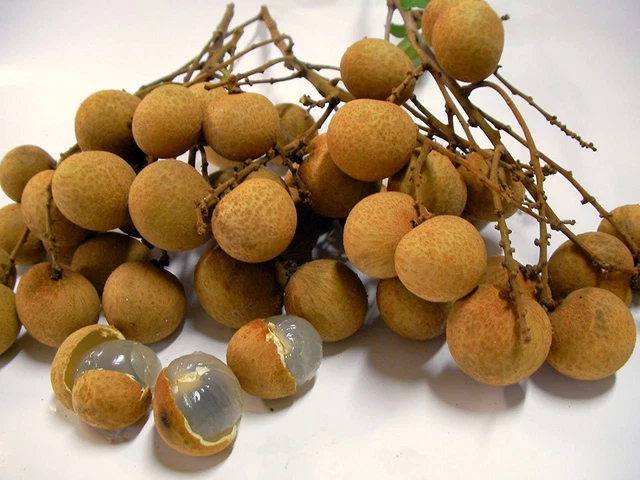 Two Longan Plants Dimocarpus Tropical Fruit Trees Bonsai Exotic Dragon Eye