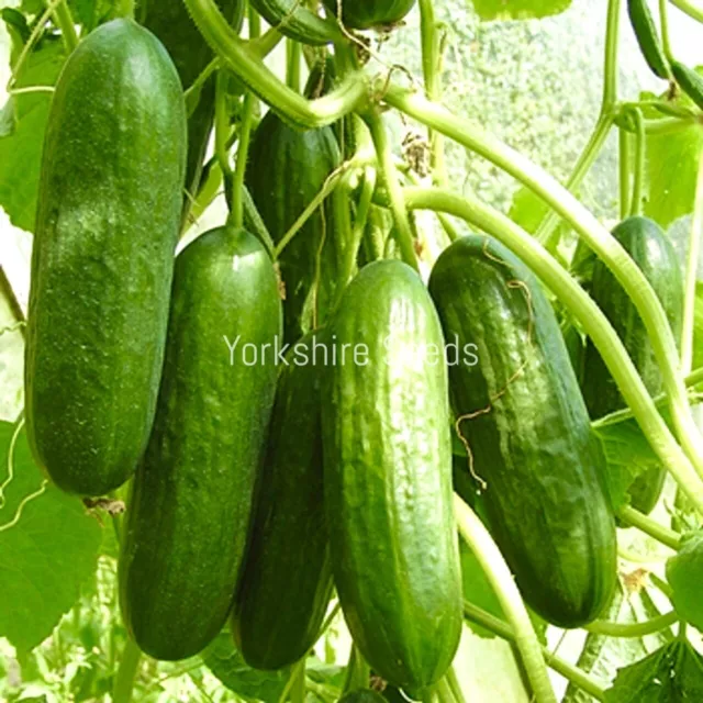Cucumber Femspot F1 - All Female Flowered - 10x Seeds - Vegetable