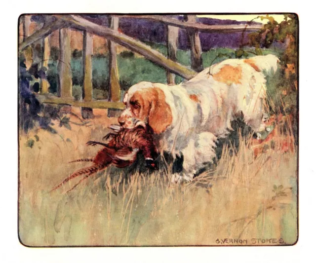 1906 Antique Clumber Spaniel Print Vernon Stokes Dog Art Illustration 4829c