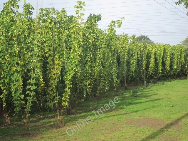 Photo 6x4 Hop field Linkhill  c2011