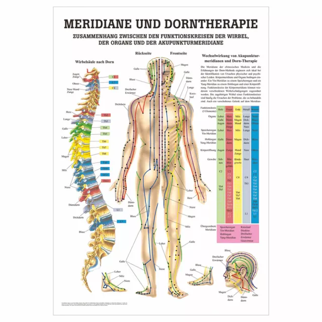 Meridiane u. Dorn Lehrtafel Anatomie 100x70 cm medizinische Lehrmittel