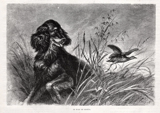 Dog Gordon Setter Bird Hunting Corncake, 1880s Antique Print