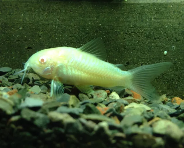 Albino Corydoras Cory Catfish LIVE FISH Read Description