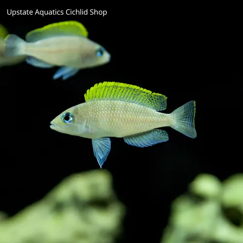 African Cichlids Neolamprologus Caudopunctatu 'Punks' (3 Fish Colony) *2”+ Adult