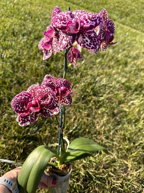 Orchid Phal Phalaenopsis Lioulin Wild Cat. Harlequin. Actual Plant. SPIKE. LAST.