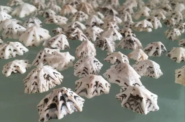 100g Natural Beach Star Limpet Seashells Art Crafts wedding decor fish aquarium