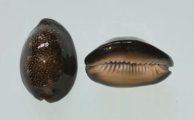 32.5 mm Cypraea Erosaria caput serpentis. Serpent head cowrie shell collectable.