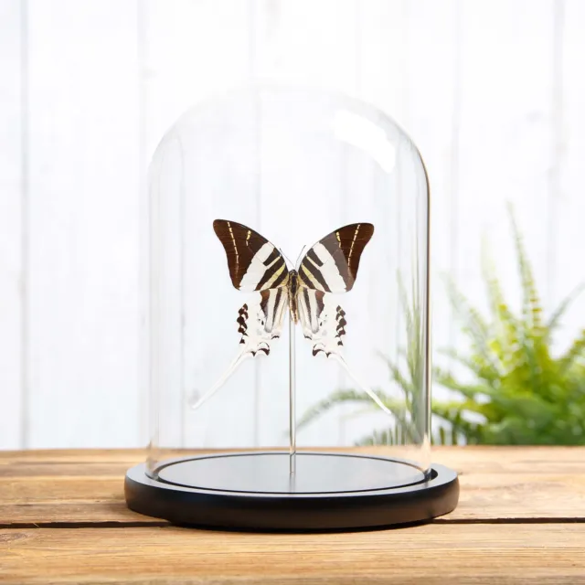 Giant Swordtail Taxidermy Butterfly in Glass Dome (Graphium androcles)