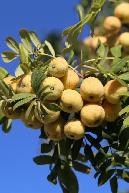 Albero di Sorbo Sorbus Domestica pianta vera da frutta Età 2 anni in vaso