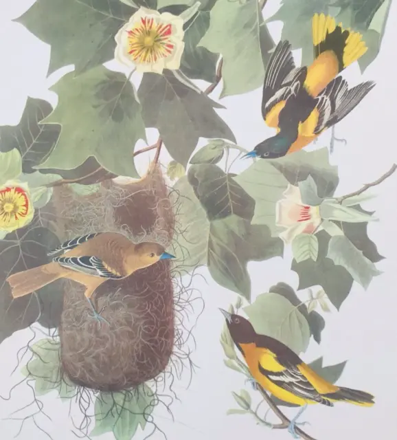 Arthur Singer Baltimore Oriole Icterus Galbula Bird Audubon Color Prints 9"x12"
