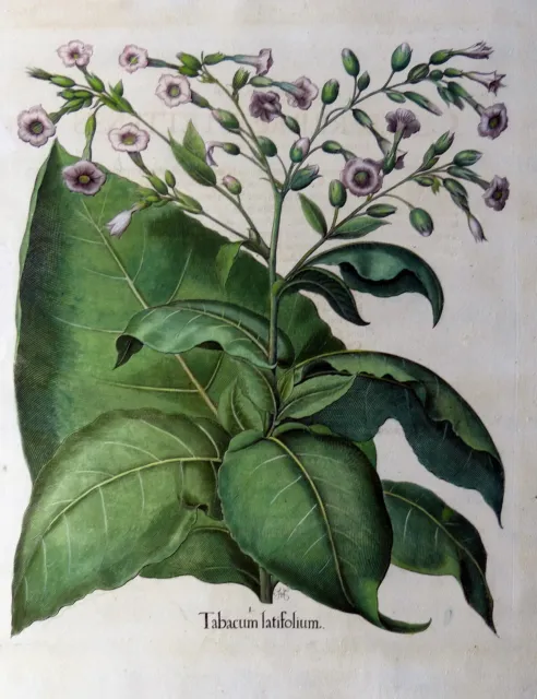 Kupferstich Tabak Tabacum Latifolium Besler Hortus Eystettensis Koloriert 1713