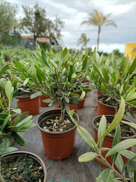 Bonsai Artificiale Pino Giapponese - 19x34 Cm, Vaso Incluso, Decorazione Casa - Foto 10