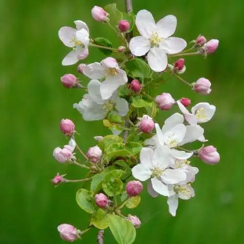 APPLE BLOSSOM - Fragrance Oil for Crafts = Candle, Soap, Lotion, Bath