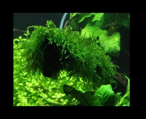 In-Vitro Trauermoos / Vesicularia ferriei 'Weeping', Moos