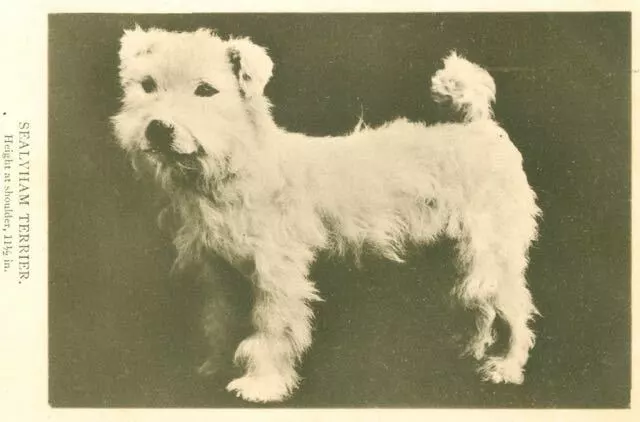 Vintage Sepia Dog Postcard Sealyham Terrier Waterlow & Sons England c1910
