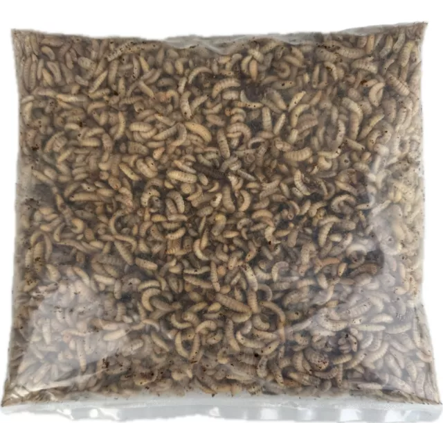 Live Calci Worms Fishing Bait 1 pint of Live BSF Maggots Letterbox pack