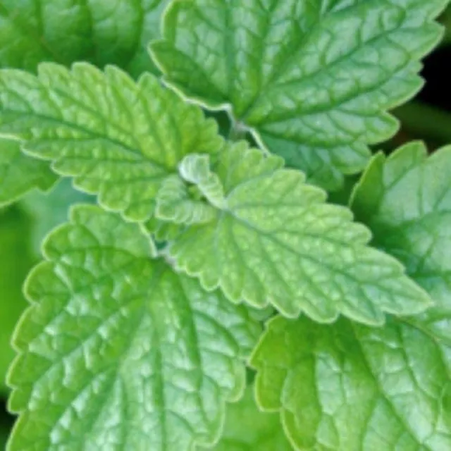 Catnip Seeds | Non-GMO | Fresh Garden Seeds