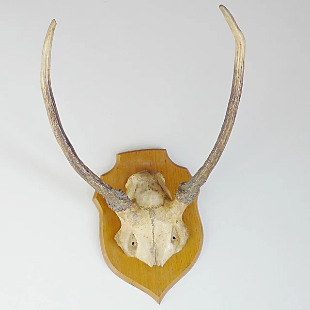 Patte De Cerf Naturalisée - Trophée De Chasse Ou Décoration Cabinet De Curiosités