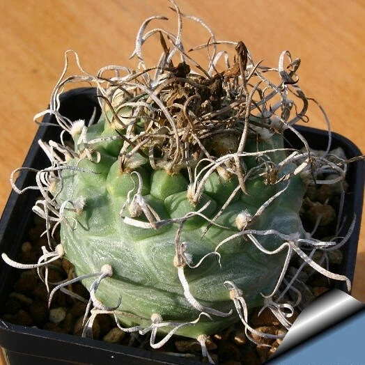 Turbinicarpus :: Cactus & Succulente Stefano Colombo - Foto 5