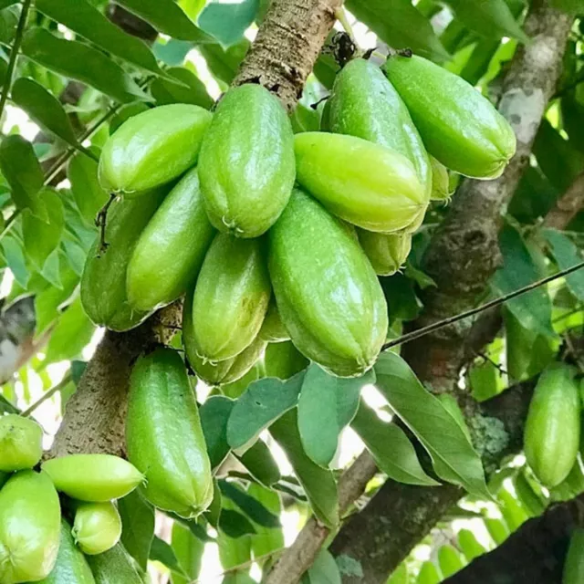 Bilimbi Cucumber Tree (averrhoa bilimbi) live fruit tree 12”- 24”