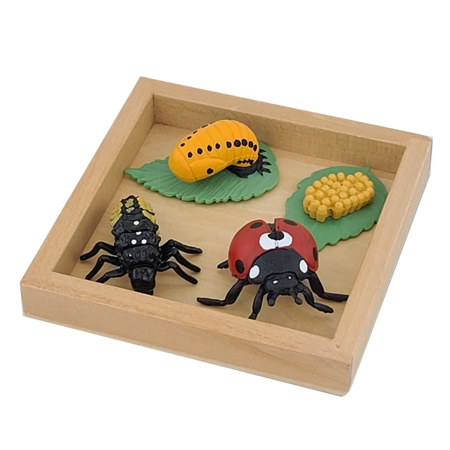MODELS OF LADYBUG Life Cycle with Tray - MONTESSORI BIOLOGY MATERIALS ...