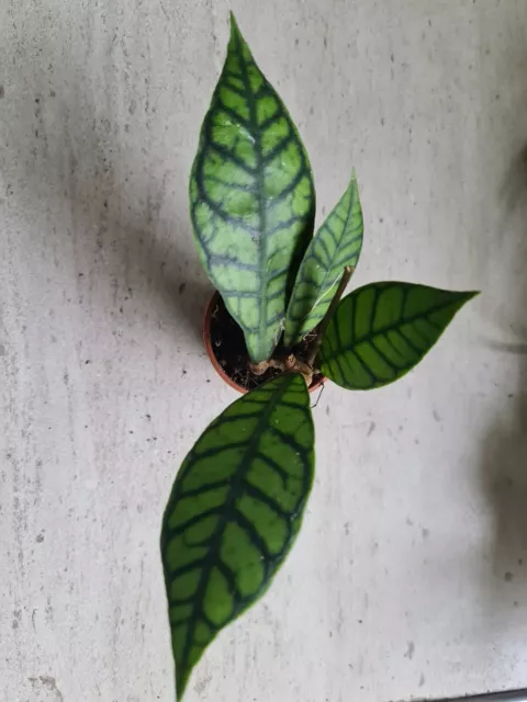 Hoya Callistophylla cutting Well rooted